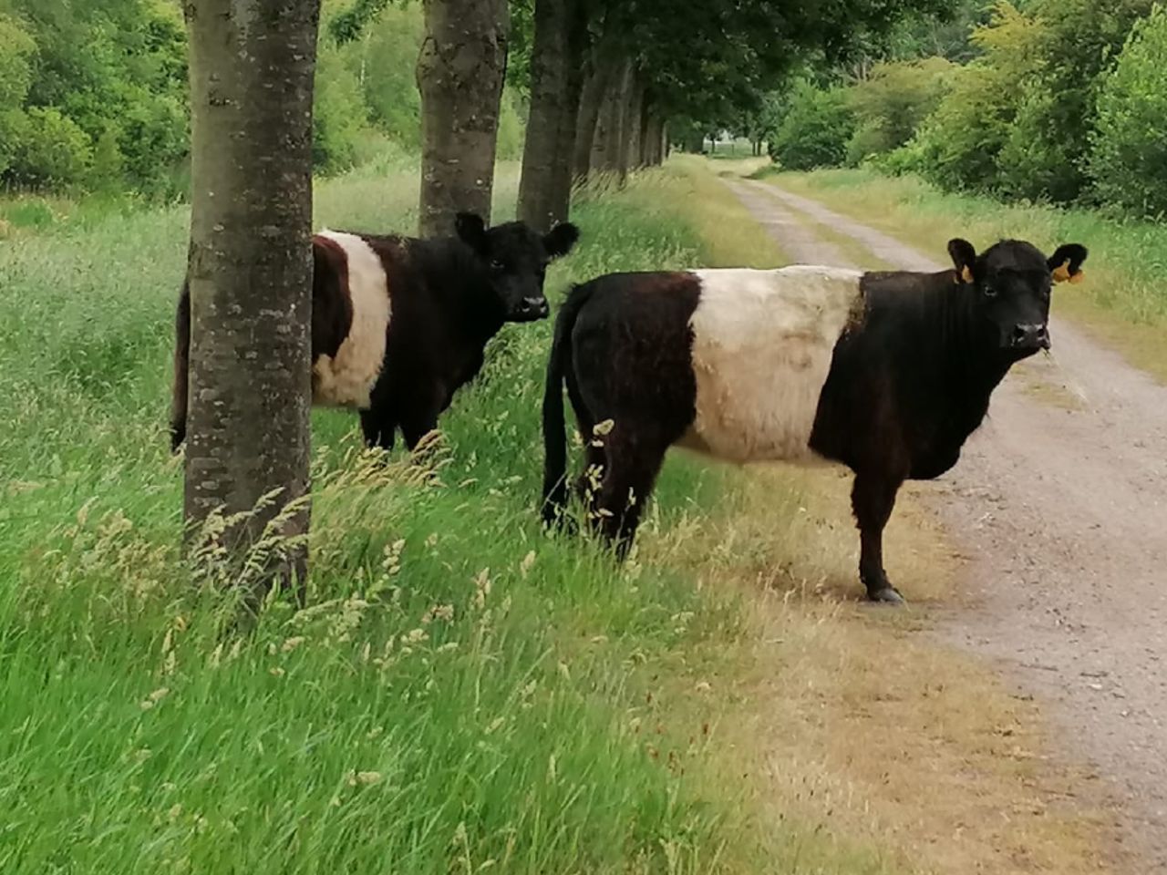 Belted Galloway Koeien